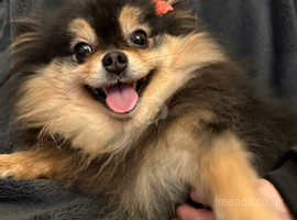 Beautiful Pomeranian looking for forever home