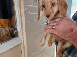 One last.puppy boy 11 weeks old waiting for his forever home