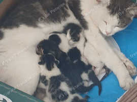 Kittens for sale