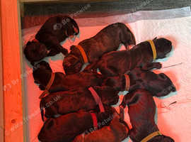 Cane corso puppies ICCF and ABKC registered