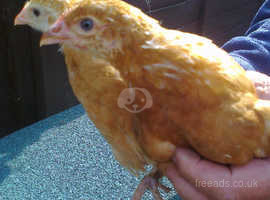 10 Isa Brown Hybred Female Chicks 6 Weeks Oldwill Sell Separately