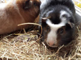 Baby boy guinea pigs
