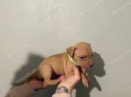 Standard American bully pups