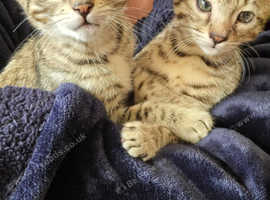 Egyptian mau x bengal