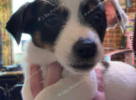 Traditional Jack Russell's