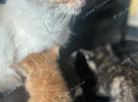 Mixed kittens