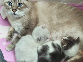 ABSOLUTELY ADORABLE RUSSIAN BLUE KITTEN HYPOALLERGENIC
