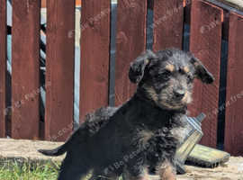 Scottypoo black & tan girl