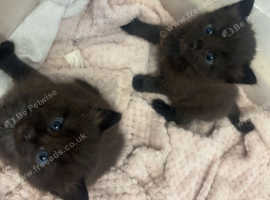 black kittens 8 weeks old