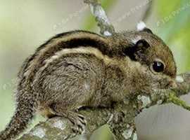 Striped squirrel