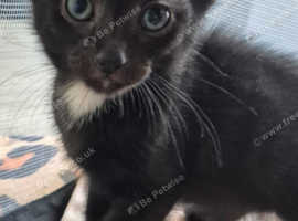 Beautiful moggie x oriental kitten