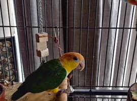 4 months baby caique for sale