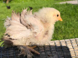 Pekin bantam chicks