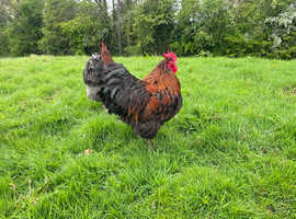 Four buff Orpington cockerel