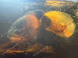Large South American Cichlids