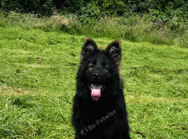 German shepherd female