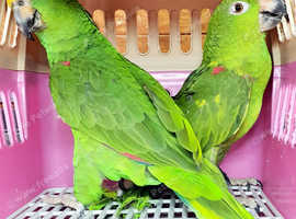 Beautiful yellow crown amazon pair