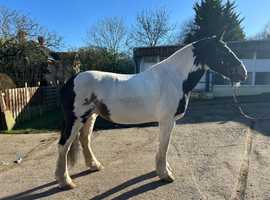 15.2hh 15yo Piebald Irish Cob Mare
