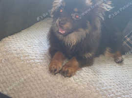 Female pomchi 6month