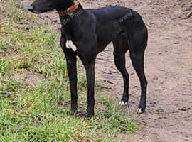 Beddy whippets lurcher pups