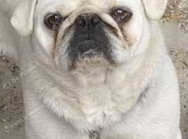 White pug male