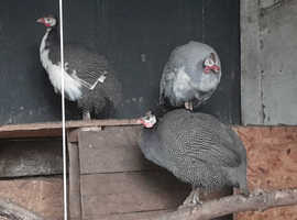 Trio of 16 month old Guinea fowl