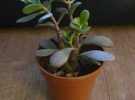 Jade Plants for sale