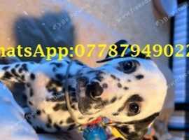 Champion line KC registered Dalmatians