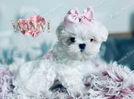 Tiny Exquisite Korean Maltese