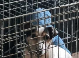 Miniture short haired jack russel (offer)