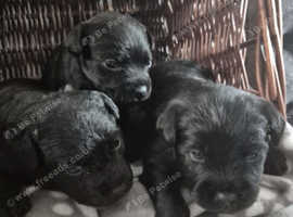 Patterdale pups