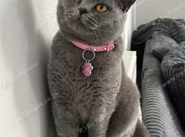 PEDIGREE BRITISH SHORTHAIR FOR REHOMING ASAP
