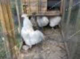 Silkie cockerels white free