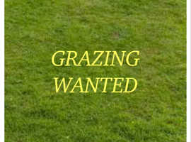 Grass Livery / Field Wanted