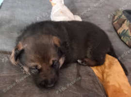 Puppies