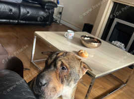 Shar Pei for sale (puppy) 14 months old.