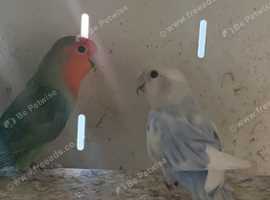Lovebirds for sale