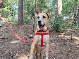 Big Golden Boy for Adoption