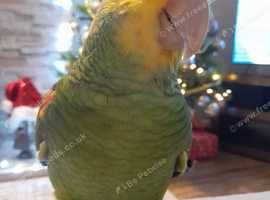 Amazon parrot for sale