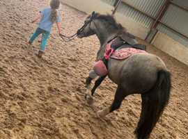 Handsome 12 hh Welsh sec A for sale