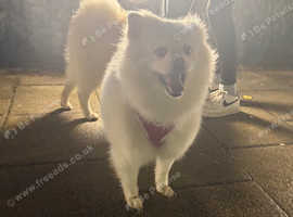 Japanese spitz female