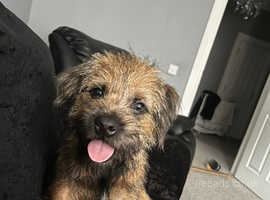 Lovely 10 month old Border Terrier only letting him go due to alergies