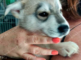 Siberian Husky Puppy's (READY TO LEAVE NOW)