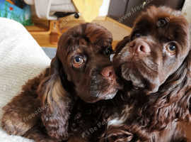American cocker spaniel boys