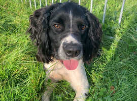 Sprocker - 1 Year 2 Months Old in Plymouth PL5 on Freeads Classifieds ...