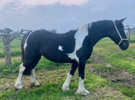 Beautiful stunning project mare