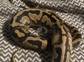 Male pied royal python