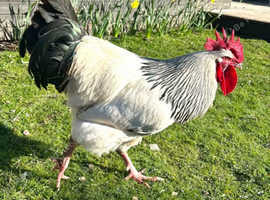 Sussex cockerel