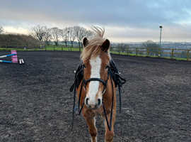 Honey, gorgeous 12.2hh mare for sale