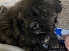 CUTE AND CUDDLY LITTLE SHIHPOO PUPPIES - A PERFECT FUN FAMILY PET